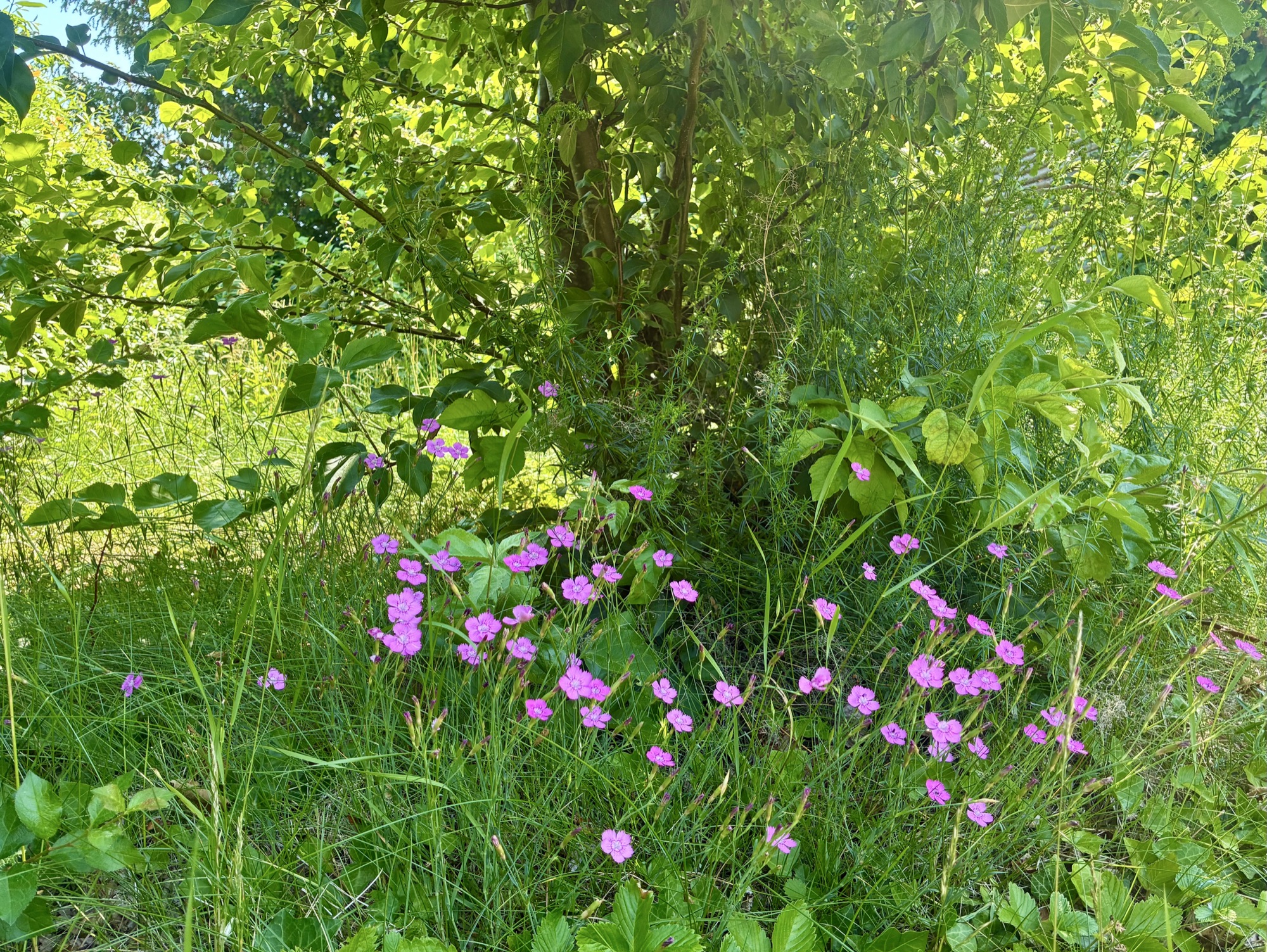 Vild grøn have med små lilla blomster